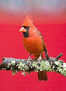 Male cardinal on perch