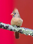 Female cardinal on perch