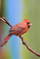 Male cardinal on perch