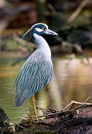 Yellow-crowned Night Heron, Francis Beidler Forest, South Carolina, USA