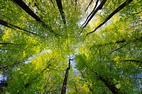 beech, beech tree, Buche, Rotbuche, Fagus sylvaticia L ,Switzerland,