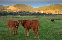 Cows at La Llosa de Sámano, Castro Urdiales, Cantabria, Spain
