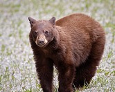 Brown bear in Banff national park