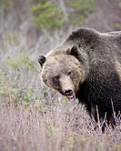 Grizzly bear in Banff national park