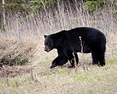 Black bear in Banff national park