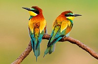 Bird Merops apiaster