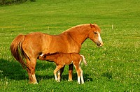 Hanoverian mare with suckling foal in a paddock