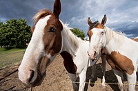 Pinto horses, Montana, USA