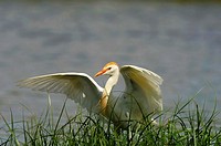 Cattle egret, photographed in the Guadiana River, Ciudad Real, Castile-La Mancha, Spain