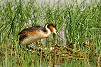 Great Crested Grebe, photographed in the Guadiana River, Ciudad Real, Spain