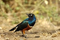 Superb Blackbird, photographed in Amboseli National Park, Kenya