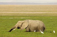 African Elephant, photographed in Amboseli National Park, Kenya.