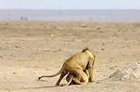 Pair of lions, photographed in Amboseli National Park, Kenya