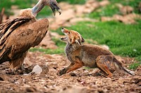 Fox Vulpes vulpes facing a carrion vulture and the Domain. Castellón. Spain