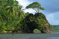 Tree on a rock with tunnel and palms in the wild coast of the Pacific Ocean at La Llorona,Corcovado National Park,Costa Rica,