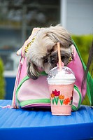 A Shih-tzu terrier dog in a pink purse licking its owners frozen drink.