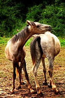 Pair of horses