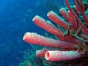 Vase sponge in the Caribbean sea around Bonaire, Dutch Antilles