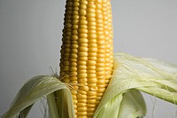 Ear of corn Zea mays