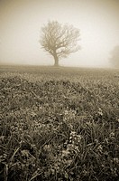 A single tree stands in farmland in Somerset surrounded by winter fog