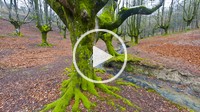 Beech forest, Gorbeia Natural Park, Alava_Bizkaia, Basque Country
