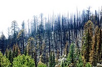 Las Conchas forest fire damage