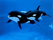 Killer Whale, orcinus orca, Female with Calf