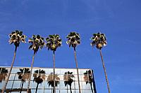 Palm Trees Reflected on Building, Hollywood Boulevard, Hollywood, Los Angeles, California, USA