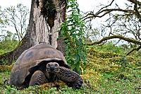 Wild Galapagos giant tortoise Geochelone elephantopus feeding on the upslope grasslands of Santa Cruz Island in the Galapagos Island Archipelago, Ecua...