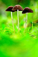 Mycena in forest