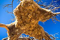 Close up of a sociable weaver nest, Namibia, Africa