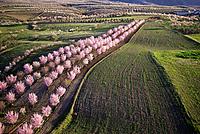 Aerial view of Almond blossom, in Chirivel Almeria Spain