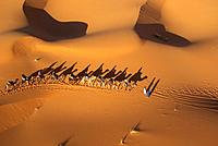 aerial view of camel caravan on sand dunes erg chebbi