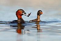 Little grebe tachybaptus ruficollis adult and chick  Spain