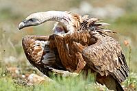 Griffon vulture gyps fulvus  Aragon, Spain