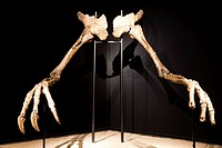 Arms of Deinocheirus -Late Cretaceous - found in Gobi desert in Mongolia Cosmocaixa museum, Barcelona, Spain