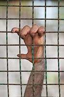 Baby gorilla hand clutching a wire cage at the Lopburi zoo in Lopburi, Thailand