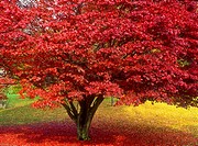 japanese maple tree in autumn colours,lake district,cumbria,england,uk,europe