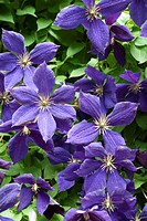 The Clematis Jackmanii in full bloom