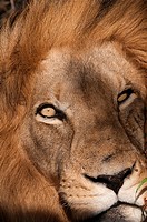 Lion Panthera leo, Kapama Game Reserve, South Africa