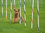 This airedale terrier dog is running in a dog show, through an obsticle course, weaving through poles  Taken on Sept  16, 2010 in Oak Harbor, Washingt...