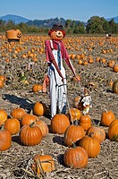 This vertical autumn season stock photo shows a scarecrow with a hat, in a fall pumpkin patch on a clear sunny day
