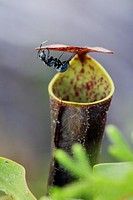 Pitcher plant Nepenthes gracilis and black ant, Sarawak, Borneo.