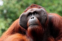 Ritchie lives in Semengoh Wildlife Centre, Kuching, Sarawak, Malaysia.