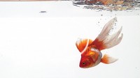Golden Fish, carassius auratus, Swimming against white background, slow motion