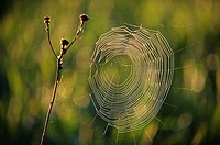 Spider web, Almansa, Albacete province, Castilla-La Mancha, Spain