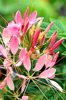 Spider flower or Cleome spinosa