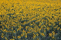 Sunflowers field Nº 2