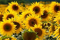 Sunflower field, East Sussex, England, UK, Europe