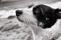 Mixed breed terrier closeup